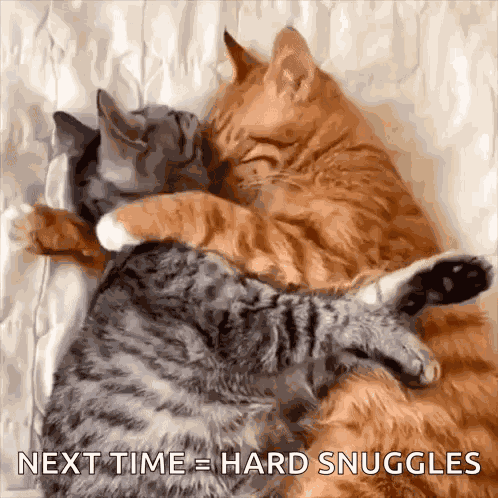 Cats Cute Cat GIF