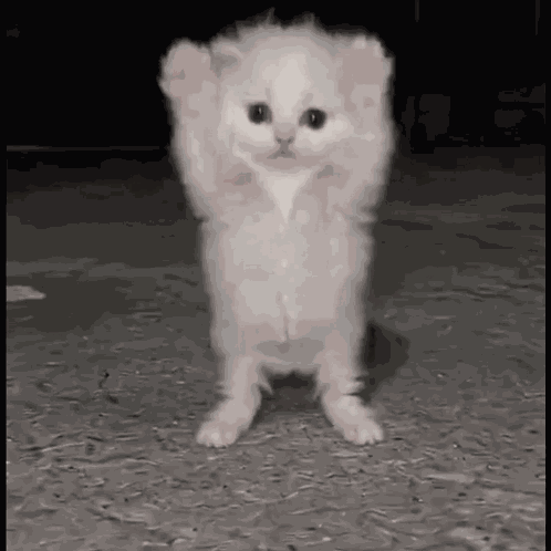Cats Dance Ai GIF