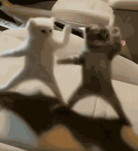 Cats Dance GIF