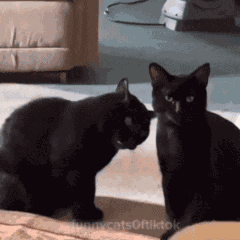 Cats Dancing Black Cat GIF