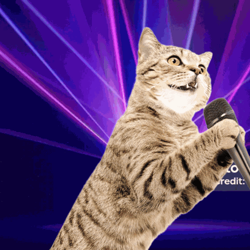 Cats Dancing Cat Meme GIF