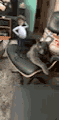 Cats Dancing4cat GIF