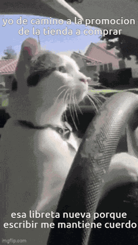Cats Drive GIF