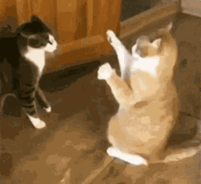 Cats Fighting GIF