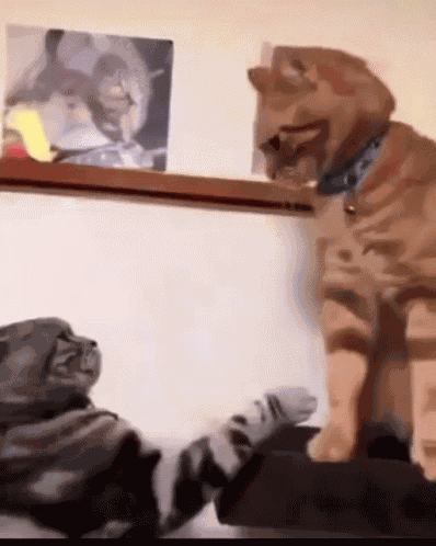 Cats Fighting Cat GIF