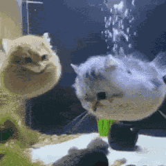 Cats Fish Cats GIF