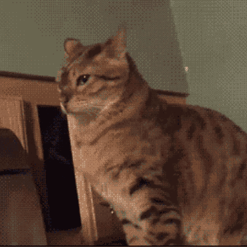 Cats Paw GIF