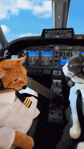 Cats Pilots GIF