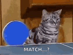 Cats Ping Pong GIF