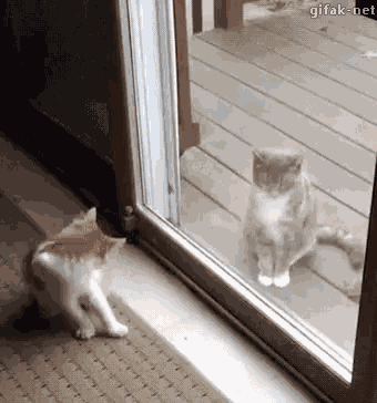 Cats Play Time GIF