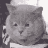 Cats Questioning Life GIF