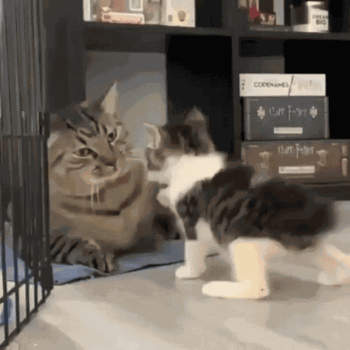 Cats Slap Slap GIF