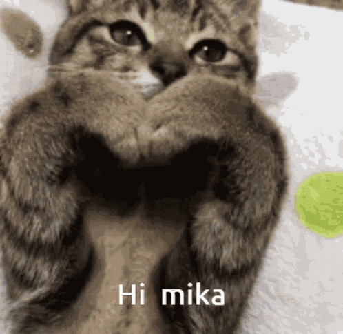 Cats GIF