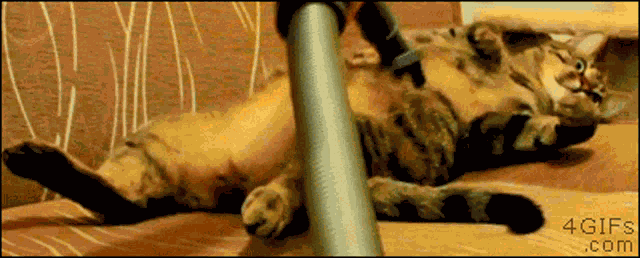 Cats Vacuuming GIF
