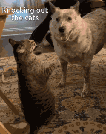 Cats GIF