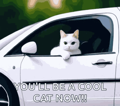 Cats Wave GIF