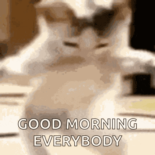 Catshakira Dance GIF