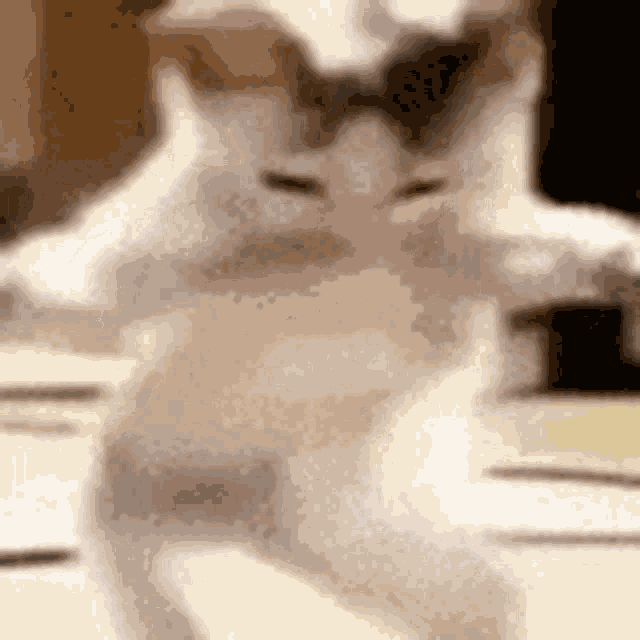 Catshakira Dance GIF
