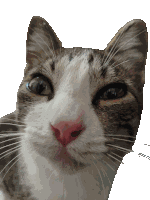 Catsleepy Cat Sticker