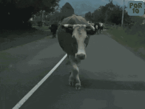 Catwalk Cow GIF