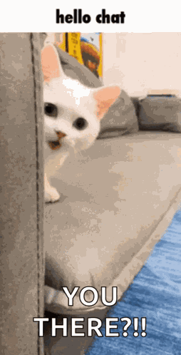 Catz Kitty GIF
