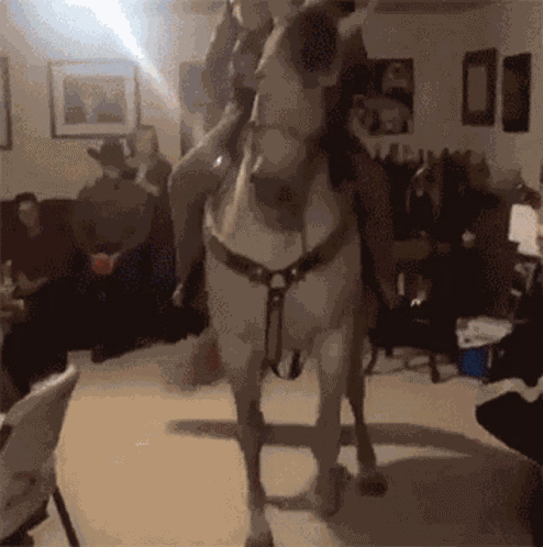 Cavalo Horse GIF