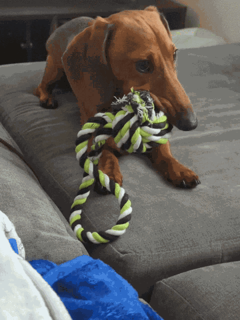 Cayde Dachshund GIF
