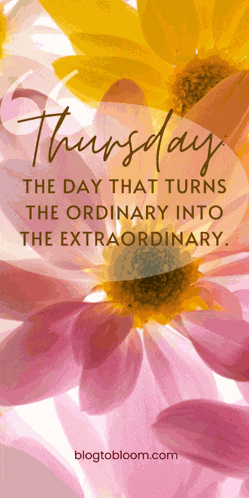 Celestra Thursday Sunflowers Meme