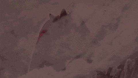 Cell Max Dragon Ball GIF