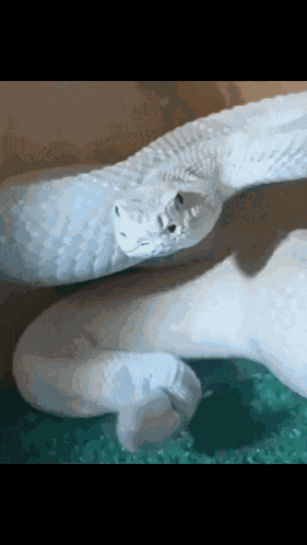Chad Snake GIF