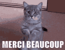 Chat Merci GIF