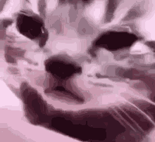 Chat Tears GIF