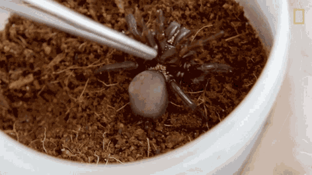 Checking For Mites On Spider National Geographic GIF