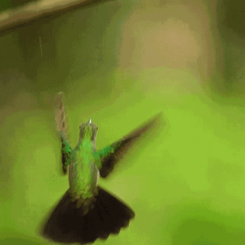 Checking The Area Rufous Tailed Jacamar GIF