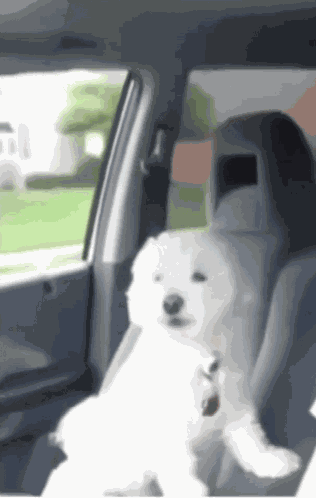 Cheer Puppy GIF