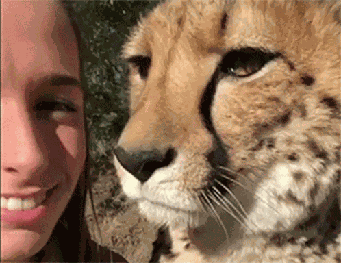 Cheetah Love GIF