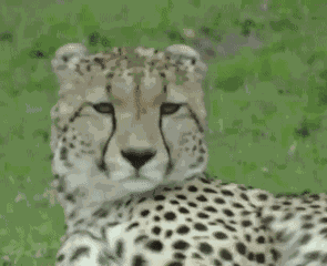 Cheetah Meow GIF