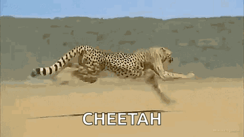 Cheetah Running GIF