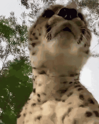 Cheetah GIF