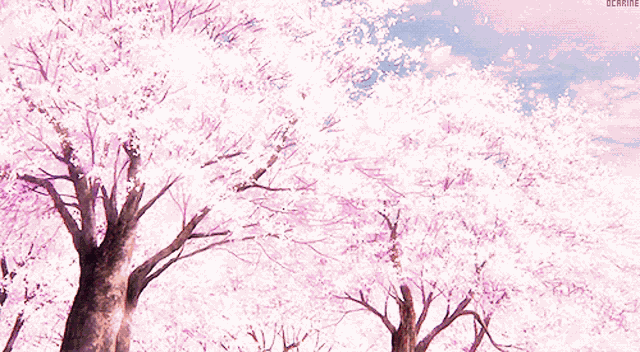 Cherry Blossom Anime GIF