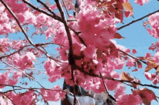 Cherry Blossom Auwo Cherry Blossom GIF