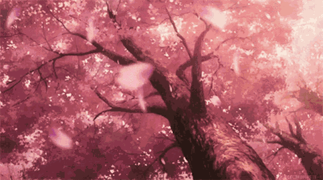 Cherry Blossom I Didnt Create It GIF