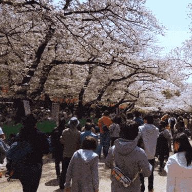 Cherry Blossom Sakura GIF