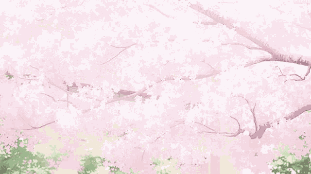 Cherry Blossom GIF