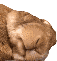 Chewing The Pet Collective Sticker