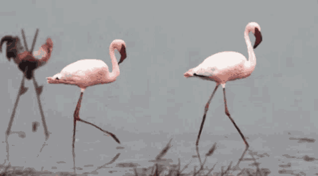 Chicken Birds GIF