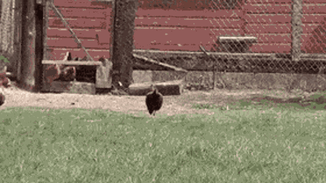 Chicken Chickens GIF