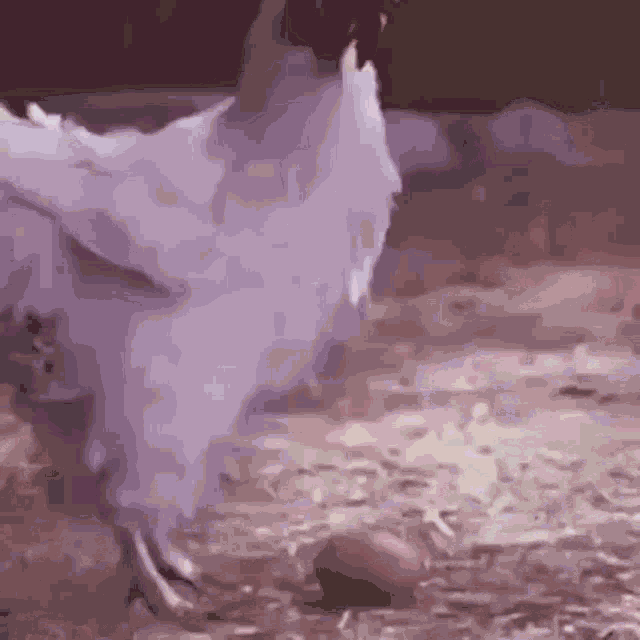 Chicken GIF