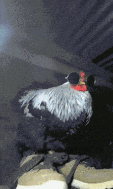 Chicken Rooster GIF