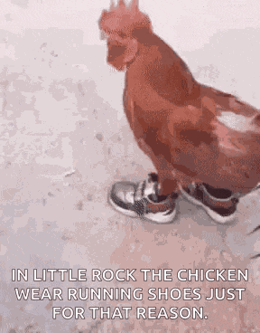 Chicken With Shoes Lemster Kyp GIF